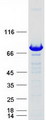 APPL2 Protein - Purified recombinant protein APPL2 was analyzed by SDS-PAGE gel and Coomassie Blue Staining