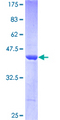 ARF3 Protein - 12.5% SDS-PAGE of human ARF3 stained with Coomassie Blue