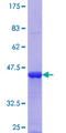 ARFIP1 Protein - 12.5% SDS-PAGE Stained with Coomassie Blue.