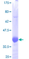 ARFIP2 / Arfaptin 2 Protein - 12.5% SDS-PAGE Stained with Coomassie Blue.