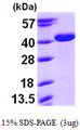 ARG2 / Arginase 2 Protein