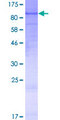 ARG99 / OLF Protein - 12.5% SDS-PAGE of human TMTC1 stained with Coomassie Blue