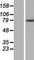 ARHGAP12 Protein - Western validation with an anti-DDK antibody * L: Control HEK293 lysate R: Over-expression lysate
