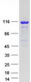 ARHGEF1 Protein - Purified recombinant protein ARHGEF1 was analyzed by SDS-PAGE gel and Coomassie Blue Staining