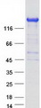 ARHGEF10L Protein - Purified recombinant protein ARHGEF10L was analyzed by SDS-PAGE gel and Coomassie Blue Staining