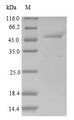 ARHGEF18 Protein - (Tris-Glycine gel) Discontinuous SDS-PAGE (reduced) with 5% enrichment gel and 15% separation gel.