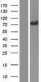 ARHGEF25 / GEFT Protein - Western validation with an anti-DDK antibody * L: Control HEK293 lysate R: Over-expression lysate