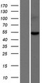 ARHGEF35 Protein - Western validation with an anti-DDK antibody * L: Control HEK293 lysate R: Over-expression lysate