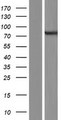 ARHGEF37 Protein - Western validation with an anti-DDK antibody * L: Control HEK293 lysate R: Over-expression lysate
