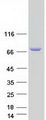 ARHGEF37 Protein - Purified recombinant protein ARHGEF37 was analyzed by SDS-PAGE gel and Coomassie Blue Staining