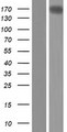 ARHGEF40 / SOLO Protein - Western validation with an anti-DDK antibody * L: Control HEK293 lysate R: Over-expression lysate