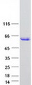 ARID3C Protein - Purified recombinant protein ARID3C was analyzed by SDS-PAGE gel and Coomassie Blue Staining