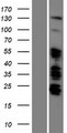 ARID5B Protein - Western validation with an anti-DDK antibody * L: Control HEK293 lysate R: Over-expression lysate