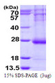 ARL14 Protein
