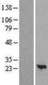 ARL16 Protein - Western validation with an anti-DDK antibody * L: Control HEK293 lysate R: Over-expression lysate