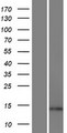 ARL17A Protein - Western validation with an anti-DDK antibody * L: Control HEK293 lysate R: Over-expression lysate
