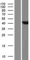 ARL6IP4 Protein - Western validation with an anti-DDK antibody * L: Control HEK293 lysate R: Over-expression lysate