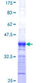 ARL6IP4 Protein - 12.5% SDS-PAGE Stained with Coomassie Blue.
