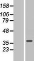 ARMC10 Protein - Western validation with an anti-DDK antibody * L: Control HEK293 lysate R: Over-expression lysate