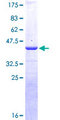ARMC8 Protein - 12.5% SDS-PAGE Stained with Coomassie Blue.
