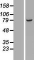 ARMC9 Protein - Western validation with an anti-DDK antibody * L: Control HEK293 lysate R: Over-expression lysate