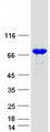 ARMC9 Protein - Purified recombinant protein ARMC9 was analyzed by SDS-PAGE gel and Coomassie Blue Staining