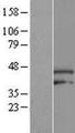 ARMCX3 Protein - Western validation with an anti-DDK antibody * L: Control HEK293 lysate R: Over-expression lysate