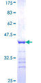 ARMCX3 Protein - 12.5% SDS-PAGE Stained with Coomassie Blue.