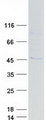 ARMCX3 Protein - Purified recombinant protein ARMCX3 was analyzed by SDS-PAGE gel and Coomassie Blue Staining