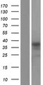 ARMCX6 Protein - Western validation with an anti-DDK antibody * L: Control HEK293 lysate R: Over-expression lysate