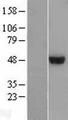 ARMT1 Protein - Western validation with an anti-DDK antibody * L: Control HEK293 lysate R: Over-expression lysate