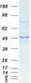 ARMT1 Protein - Purified recombinant protein ARMT1 was analyzed by SDS-PAGE gel and Coomassie Blue Staining