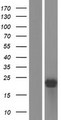 ARPC5L Protein - Western validation with an anti-DDK antibody * L: Control HEK293 lysate R: Over-expression lysate