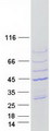 ARPM1 Protein - Purified recombinant protein ACTRT3 was analyzed by SDS-PAGE gel and Coomassie Blue Staining