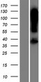 ARRDC5 Protein - Western validation with an anti-DDK antibody * L: Control HEK293 lysate R: Over-expression lysate