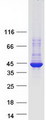 ARRDC5 Protein - Purified recombinant protein ARRDC5 was analyzed by SDS-PAGE gel and Coomassie Blue Staining