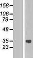 ASB13 Protein - Western validation with an anti-DDK antibody * L: Control HEK293 lysate R: Over-expression lysate