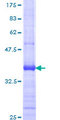 ASB13 Protein - 12.5% SDS-PAGE Stained with Coomassie Blue.