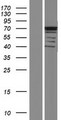 ASB14 Protein - Western validation with an anti-DDK antibody * L: Control HEK293 lysate R: Over-expression lysate