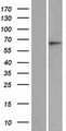 ASB15 Protein - Western validation with an anti-DDK antibody * L: Control HEK293 lysate R: Over-expression lysate