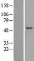 ASB3 Protein - Western validation with an anti-DDK antibody * L: Control HEK293 lysate R: Over-expression lysate