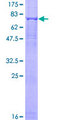 ASB3 Protein - 12.5% SDS-PAGE of human ASB3 stained with Coomassie Blue