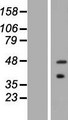 ASB5 Protein - Western validation with an anti-DDK antibody * L: Control HEK293 lysate R: Over-expression lysate
