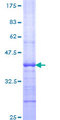 ASB8 Protein - 12.5% SDS-PAGE Stained with Coomassie Blue.