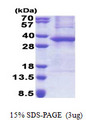 ASB8 Protein