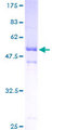 ASB9 Protein - 12.5% SDS-PAGE of human ASB9 stained with Coomassie Blue
