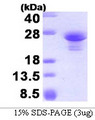 ASF1A Protein