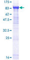 ASNSD1 Protein - 12.5% SDS-PAGE of human ASNSD1 stained with Coomassie Blue