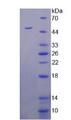 ASS1 / ASS Protein - Recombinant  Argininosuccinate Synthetase 1 By SDS-PAGE