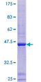 ATAD1 Protein - 12.5% SDS-PAGE of human ATAD1 stained with Coomassie Blue